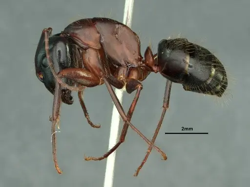 Camponotus vicinus - CASENT0883405