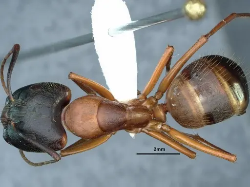 Camponotus vicinus - CASENT0883406