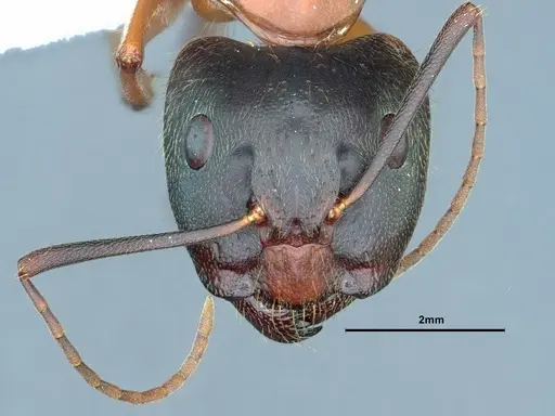 Camponotus vicinus - CASENT0883406