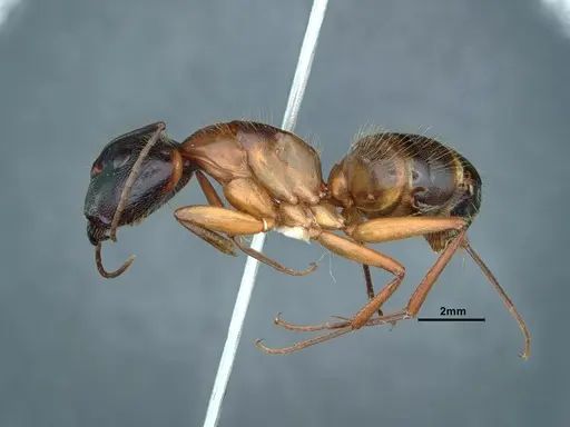 Camponotus vicinus - CASENT0883406