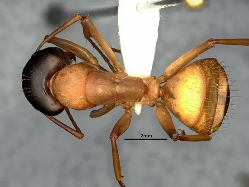 Camponotus vicinus - CASENT0883427