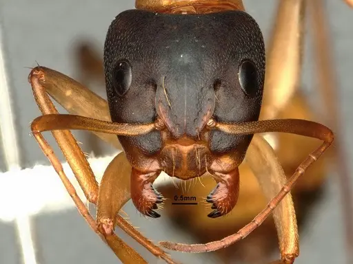 Camponotus vicinus - CASENT0883427