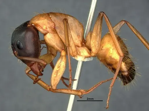 Camponotus vicinus - CASENT0883427