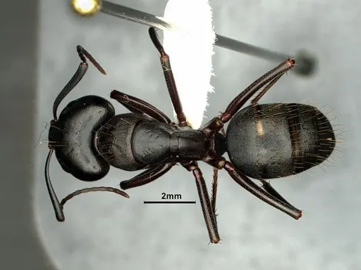 Camponotus vicinus - CASENT0883429