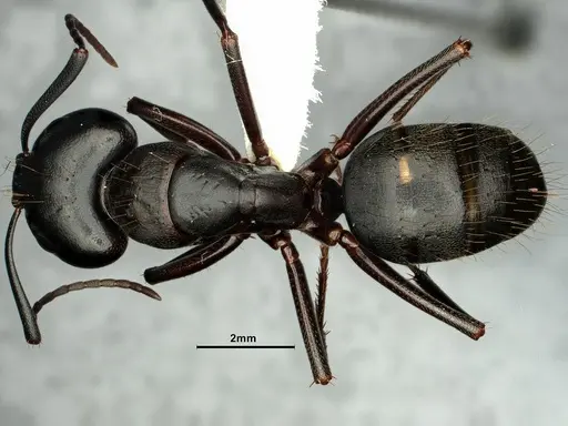 Camponotus vicinus - CASENT0883429
