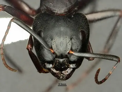 Camponotus vicinus - CASENT0883429