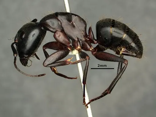 Camponotus vicinus - CASENT0883429