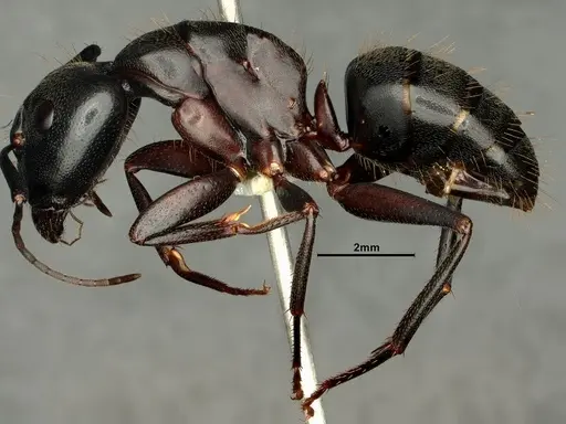 Camponotus vicinus - CASENT0883429