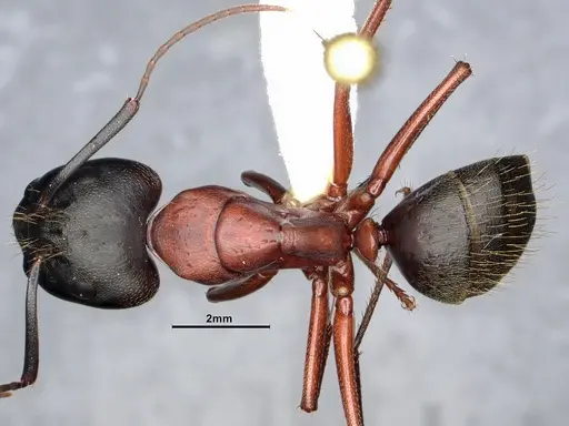Camponotus vicinus - CASENT0886928
