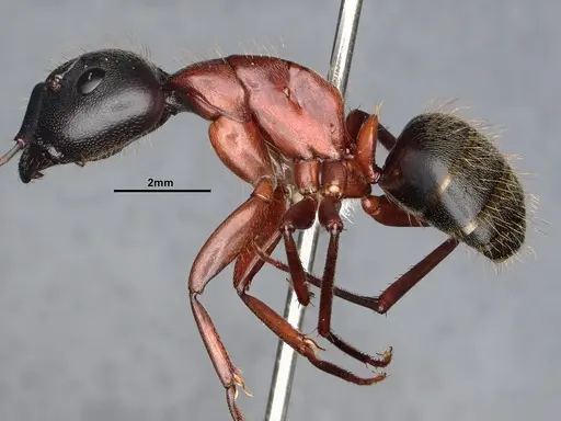 Camponotus vicinus - CASENT0886928