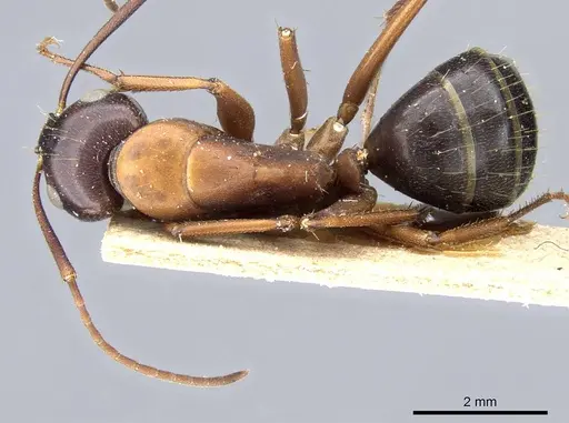 Camponotus vicinus - CASENT0905195