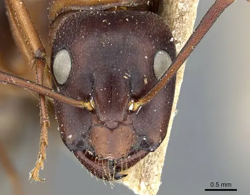 Camponotus vicinus - CASENT0905195