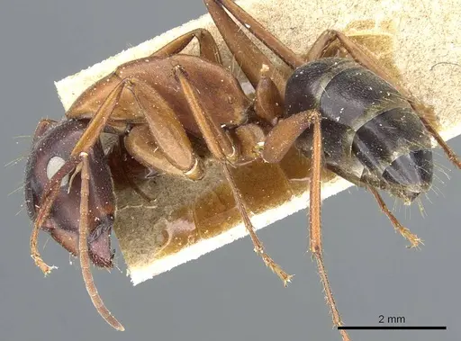 Camponotus vicinus - CASENT0905195