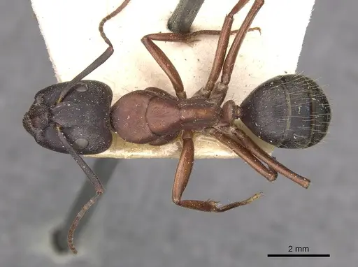 Camponotus vicinus - CASENT0909960