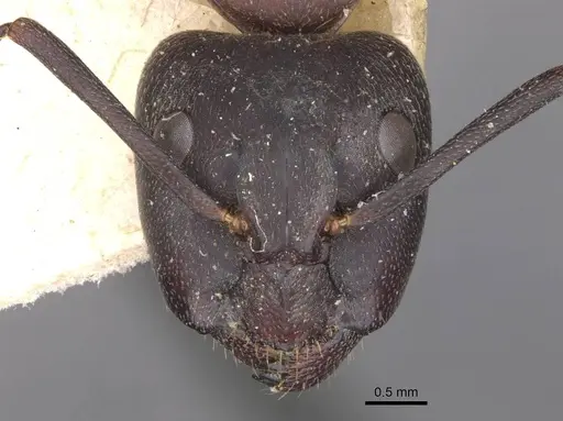 Camponotus vicinus - CASENT0909960