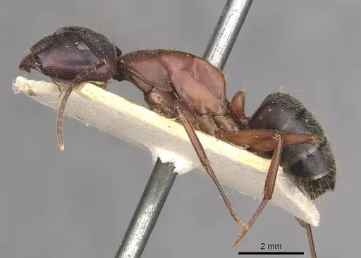 Camponotus vicinus - CASENT0909960