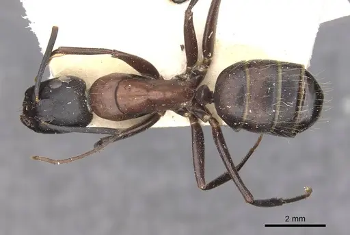 Camponotus vicinus - CASENT0909961