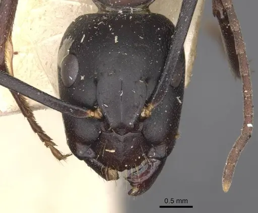Camponotus vicinus - CASENT0909961