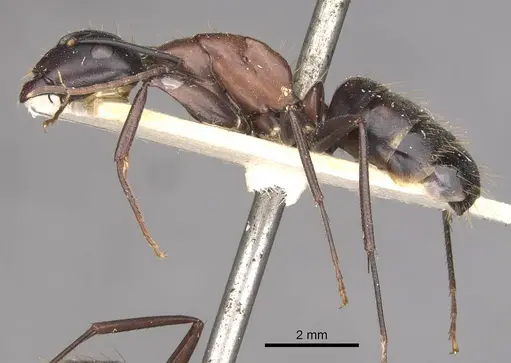 Camponotus vicinus - CASENT0909961