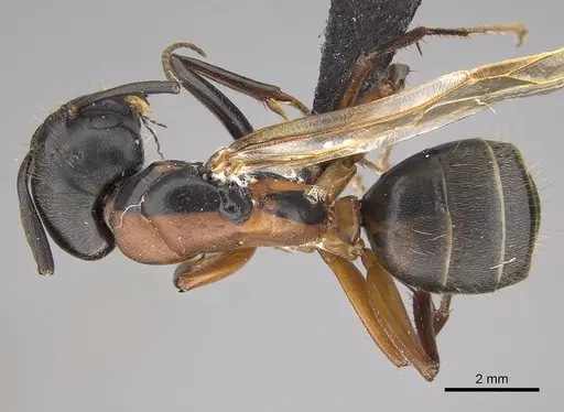 Camponotus vicinus - CASENT0914599