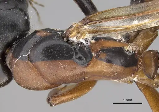 Camponotus vicinus - CASENT0914599