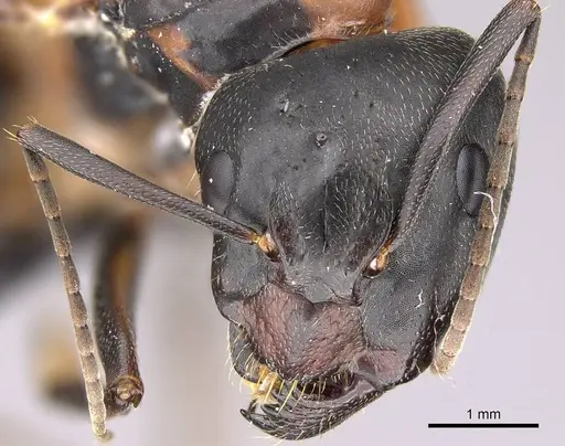 Camponotus vicinus - CASENT0914599