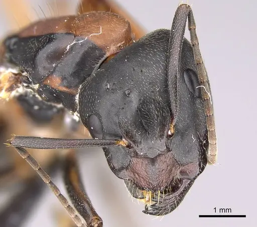 Camponotus vicinus - CASENT0914599