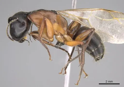 Camponotus vicinus - CASENT0914599