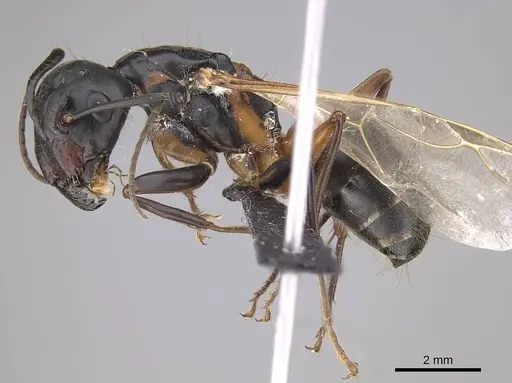 Camponotus vicinus - CASENT0914599