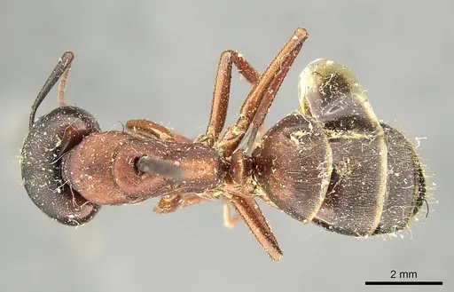 Camponotus vicinus - CASENT0915806