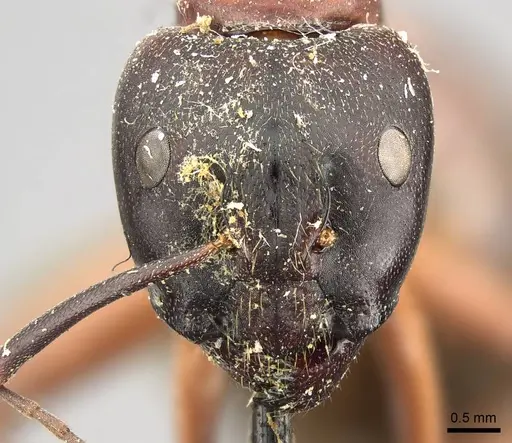 Camponotus vicinus - CASENT0915806