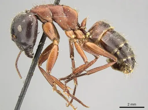 Camponotus vicinus - CASENT0915806