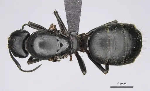 Camponotus vicinus - CASENT0919947