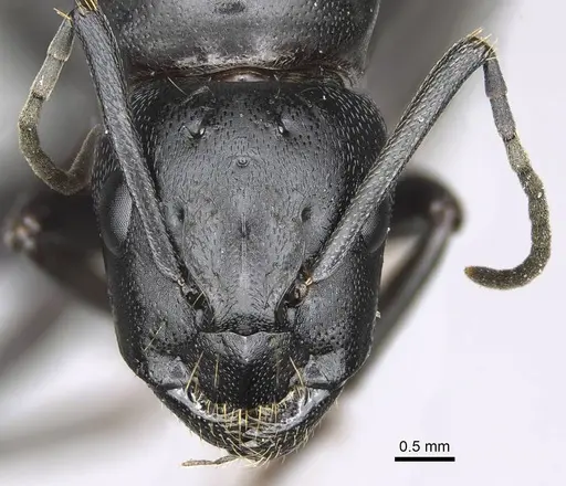 Camponotus vicinus - CASENT0919947