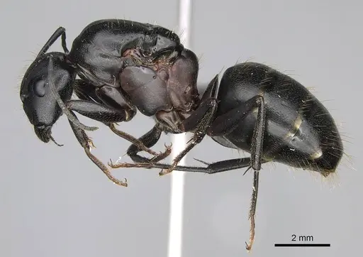 Camponotus vicinus - CASENT0919947