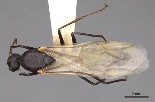 Camponotus vicinus - CASENT0923039