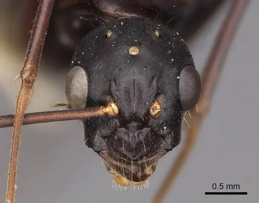 Camponotus vicinus - CASENT0923039