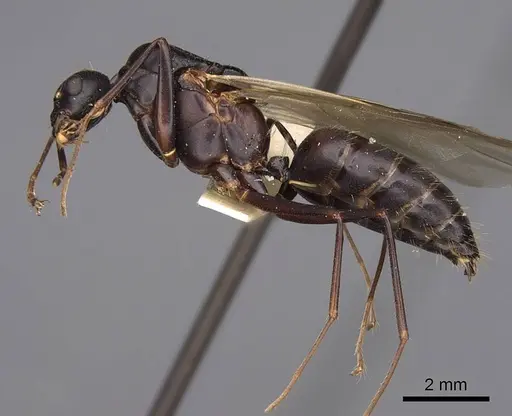 Camponotus vicinus - CASENT0923039