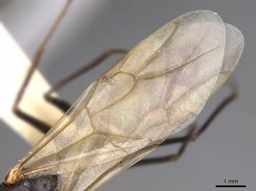 Camponotus vicinus - CASENT0923039