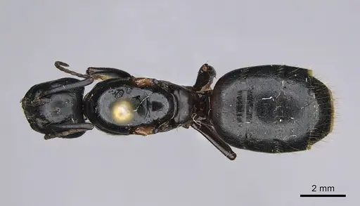 Camponotus vicinus - CASENT0923680