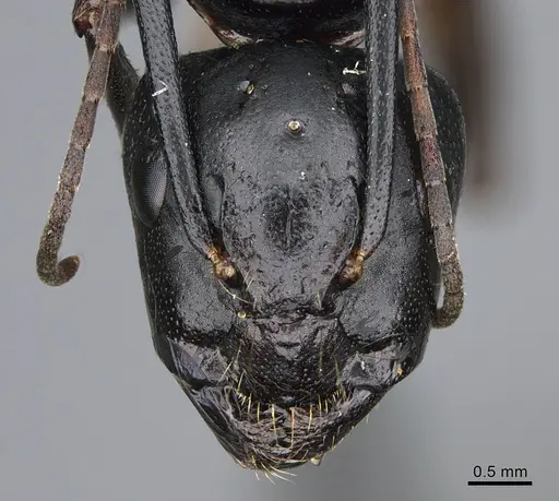 Camponotus vicinus - CASENT0923680