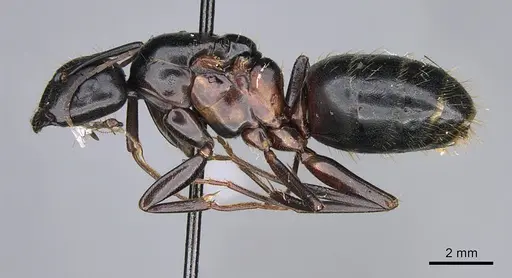 Camponotus vicinus - CASENT0923680
