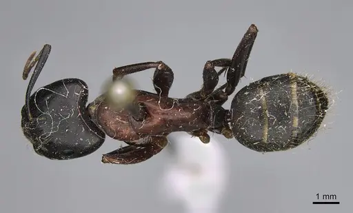 Camponotus vicinus - CASENT0923681