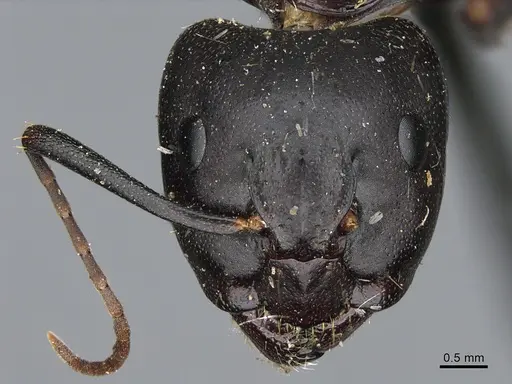 Camponotus vicinus - CASENT0923681