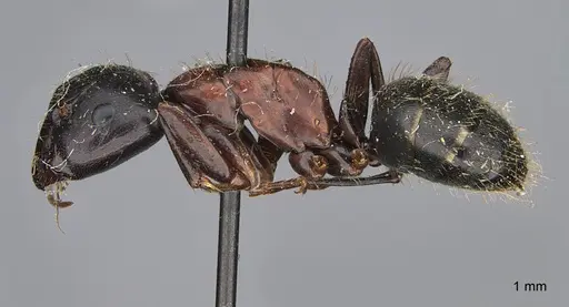 Camponotus vicinus - CASENT0923681