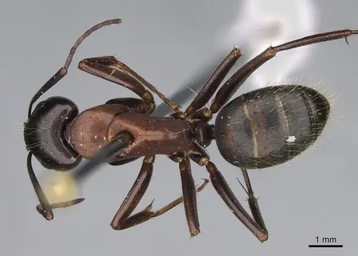 Camponotus vicinus - CASENT0923682