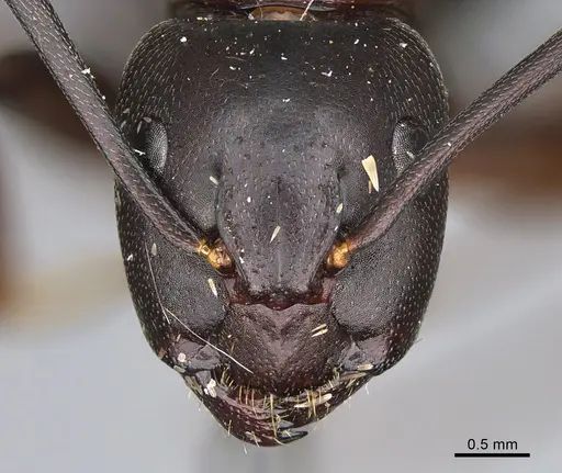 Camponotus vicinus - CASENT0923682