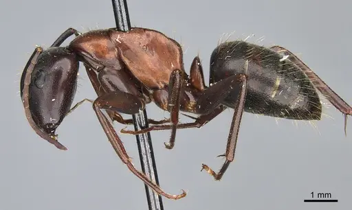 Camponotus vicinus - CASENT0923682