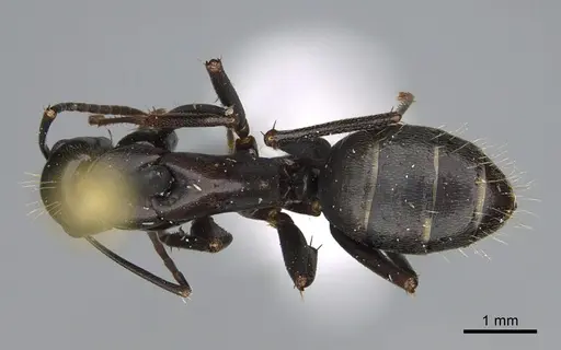 Camponotus vicinus - CASENT0923683