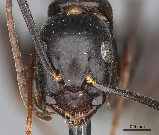 Camponotus vicinus - CASENT0923683